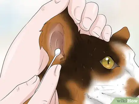 Image titled Take Care of an American Wirehair Cat Step 3