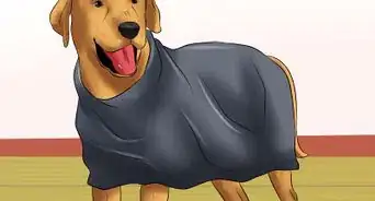 Make a Plastic Bag Poncho for Your Dog