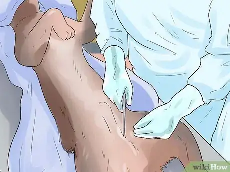 Image titled Care for Bernese Mountain Dogs Step 15