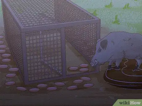 Image titled Protect Crops from Wild Pigs Step 17