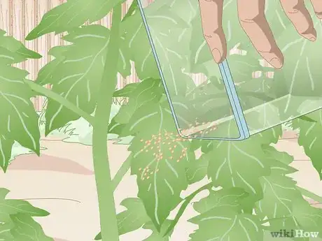 Image titled Prevent Spider Mites Step 8