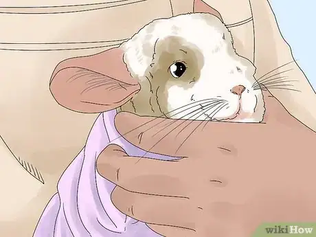 Image titled Manage Broken Bones in Chinchillas Step 9