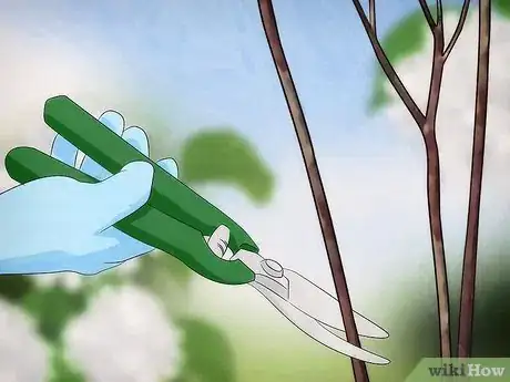 Image titled Grow Snowball Trees Step 17