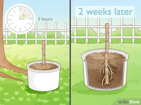 Image titled Grow a Noni Tree Step 13