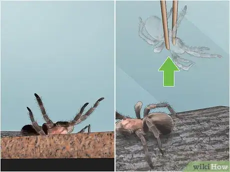 Image titled Care for a Chilean Rose Tarantula Step 18