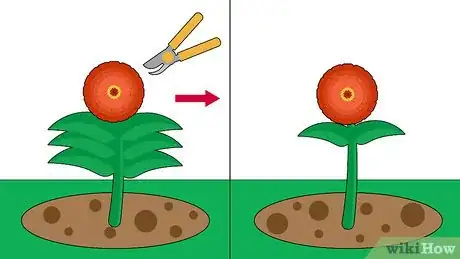 Image titled Plant Zinnias Step 8