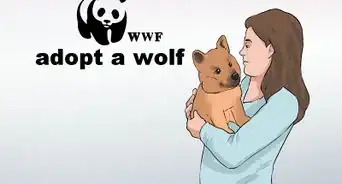 Take Action to Save Wolves