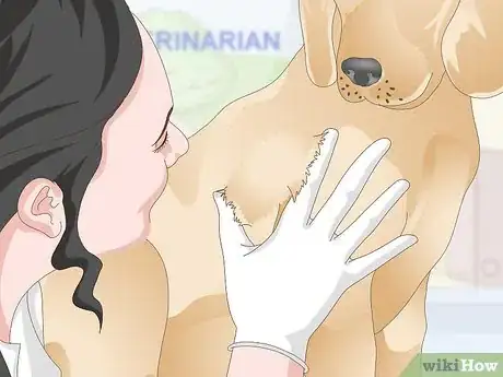 Image titled Treat Canine Tick Problems Step 11