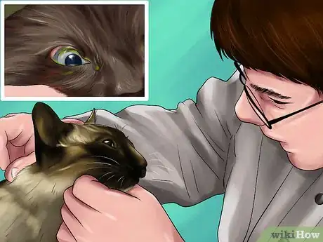 Image titled Treat Keratitis in Cats Step 1