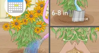 Grow Black Eyed Susan Flowers