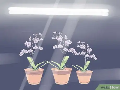Image titled Care for Mini Orchids Step 17
