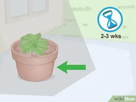 Image titled Divide Gerbera Daisies Step 10