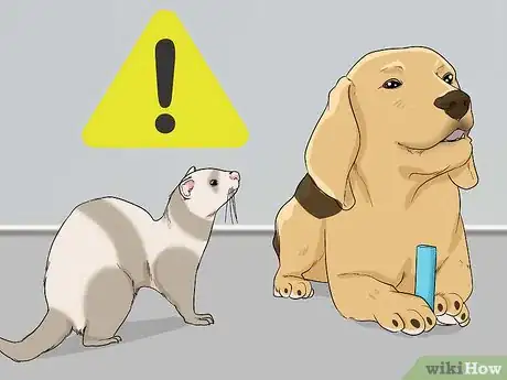 Image titled Let Your Ferret Out of Its Cage Step 11