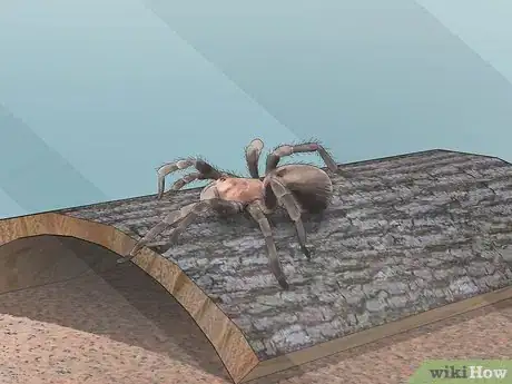 Image titled Care for a Chilean Rose Tarantula Step 12