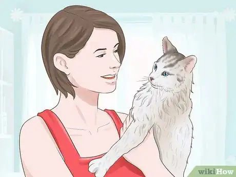 Image titled Take Care of a Ragamuffin Cat Step 7