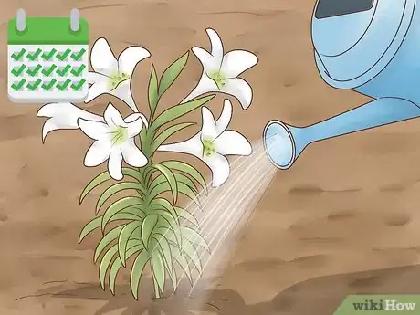 Image titled Plant Easter Lilies Step 10