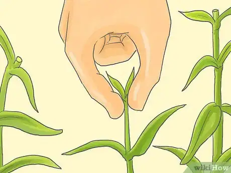 Image titled Pinch Carnations Step 1