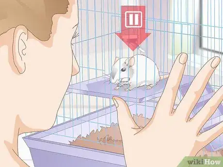 Image titled Know if Your Gerbil Is Having a Seizure Step 1