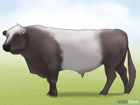 Image titled Identify Belted Galloway Cattle Step 2