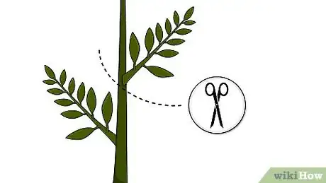 Image titled Grow a Ficus Benjamina Step 2