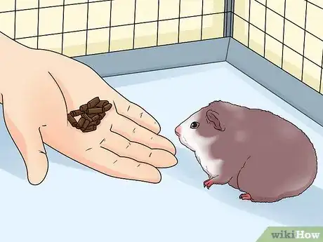 Image titled Introduce Your Guinea Pig to Floor Time Step 16