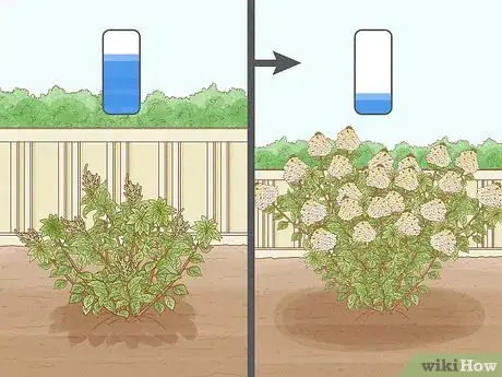 Image titled Care for Limelight Hydrangeas Step 4