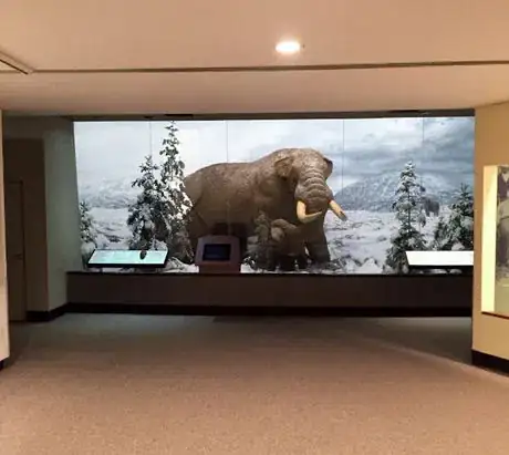 Image titled Wooly Mammoth NYSM