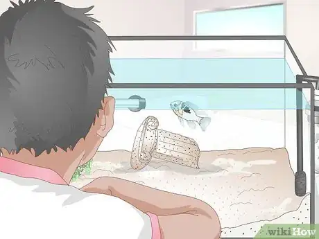 Image titled Keep German Blue Ram Cichlids Step 5