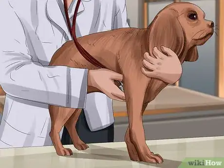 Image titled Tell if Your Dog Is Having a Medical Emergency Step 11