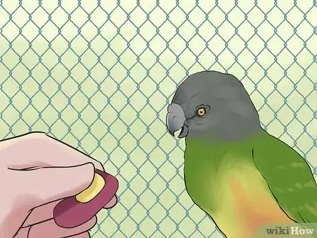 Image titled Care for a Senegal Parrot Step 13