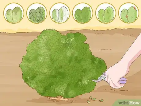 Image titled Grow Boxwood Shrubs Step 20