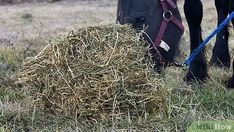 Image titled Teach a Horse to Kiss Step 14