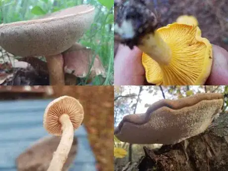 Image titled Spore surface1