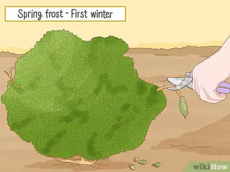 Image titled Grow Boxwood Shrubs Step 19