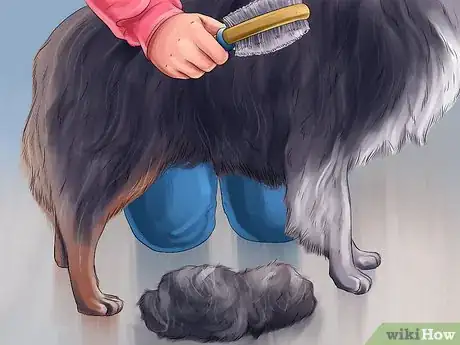 Image titled Find and Care for a Australian Shepherd Step 6