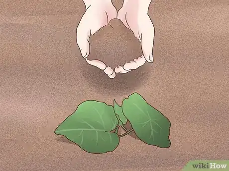 Image titled Plant English Ivy Step 9