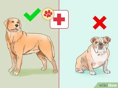 Image titled Choose an Active Dog Step 6