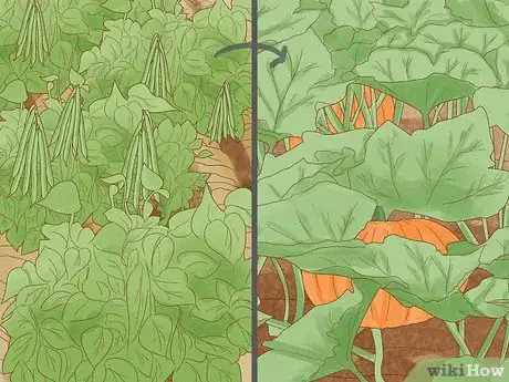 Image titled Use Crop Rotation in Gardening Step 10