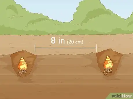 Image titled Plant Spider Lily Bulbs Step 9