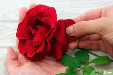 Image titled Make Rose Butter Step 2