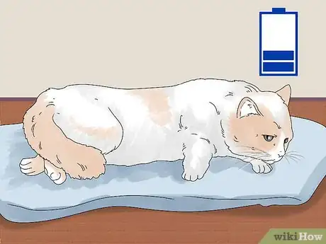 Image titled Handle Mothball Poisoning in Cats Step 5