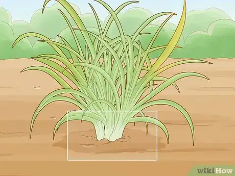 Image titled Prune Daylily Step 5