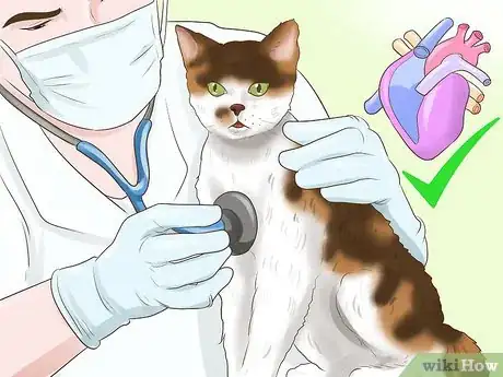 Image titled Take Care of an American Wirehair Cat Step 9