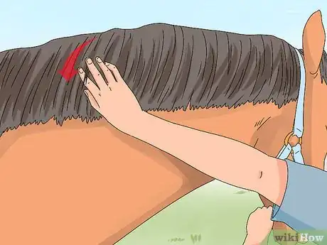 Image titled Pull a Horse's Mane Step 7