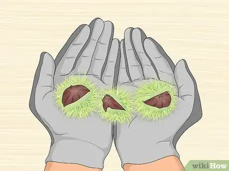 Image titled Pick Good Chestnuts Step 10
