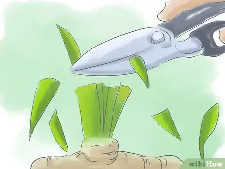 Image titled Divide Dwarf Iris Step 2