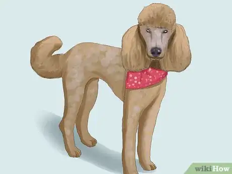 Image titled Select a Toy Poodle Step 4