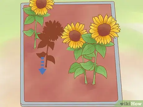 Image titled Grow Biennials Successfully Step 12