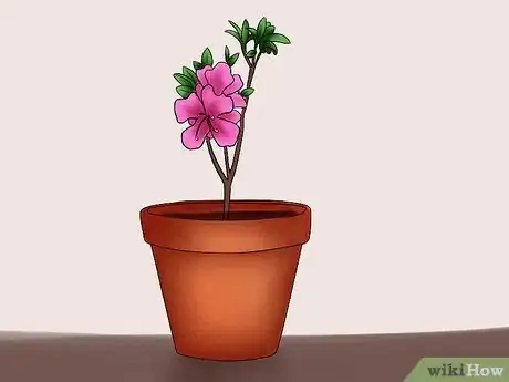 Image titled Care for Azaleas Step 11