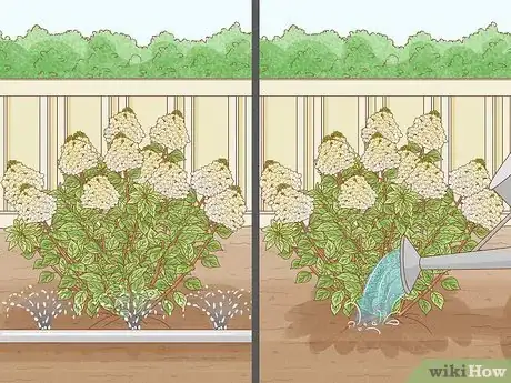 Image titled Care for Limelight Hydrangeas Step 5
